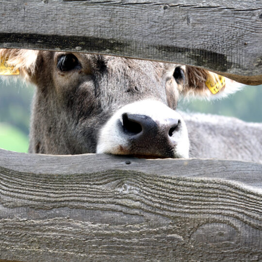 Mucca